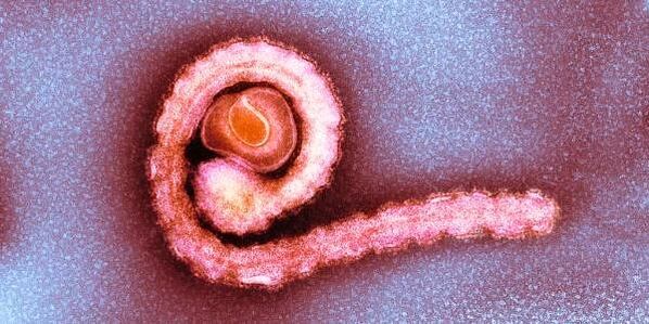 Адам денесиндеги карлик тасмасы