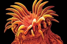 Адамдардагы трематод паразиттери